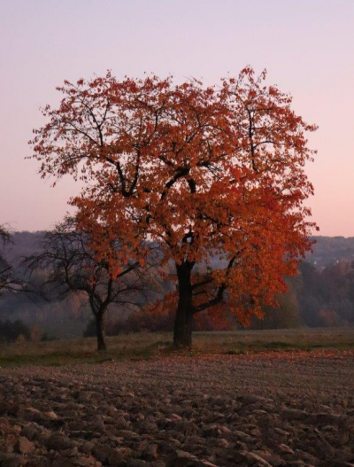 Wyniki konkursu „Fotografia miesiąca” – październik pt. „Aromaty jesieni”